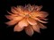 Dahlia Flower Poster Print by Assaf Frank - Item # VARPDXAF20090807009C02